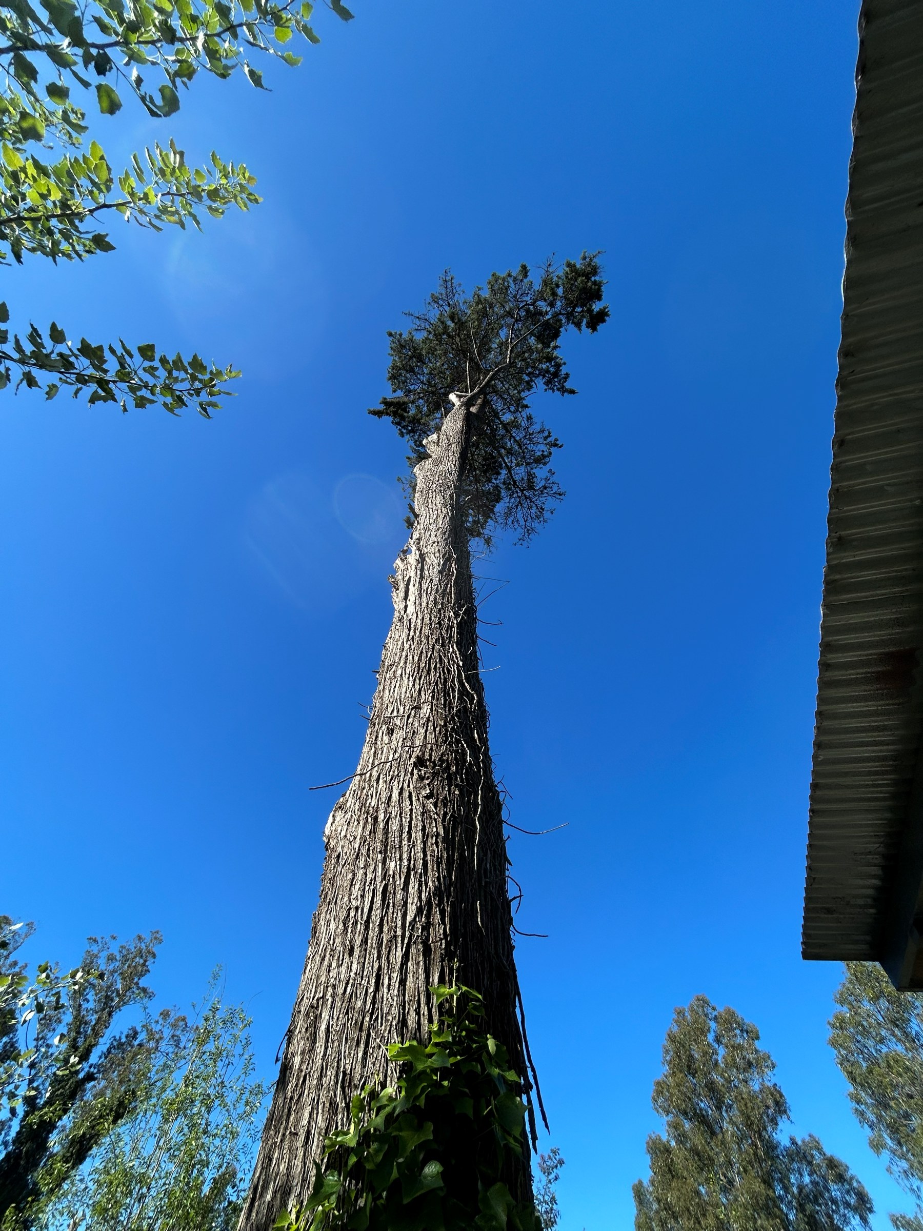 El tronco y la copa del árbol contra el cielo azul de Utopía Casa del Árbol